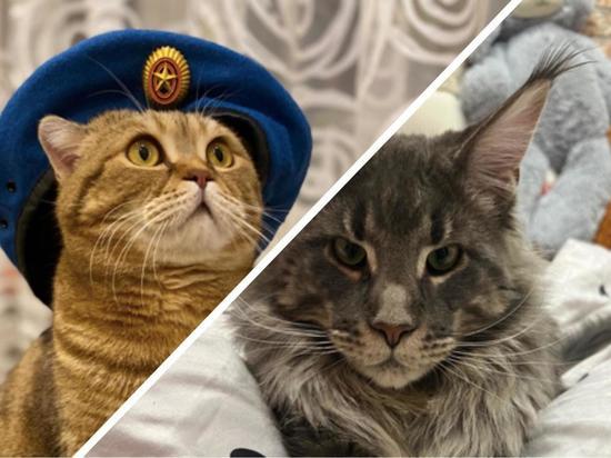 Зевс и Бося поборются за звание главного кота Новосибирска
