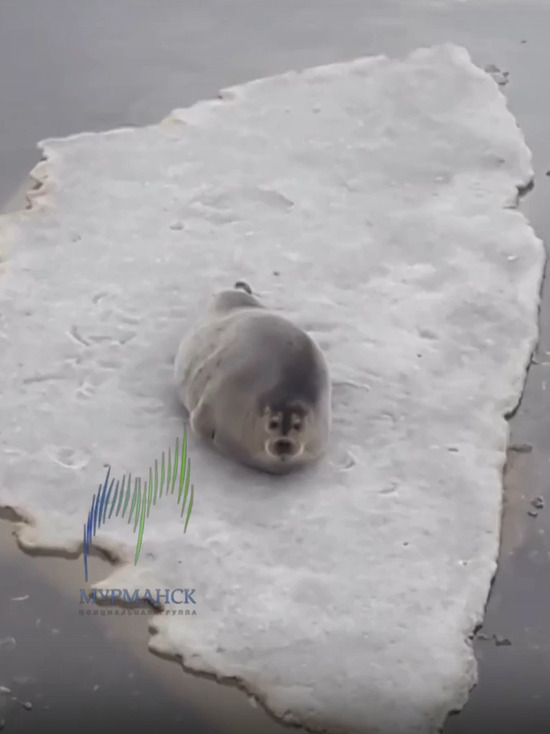 На набережной в Коле северяне сняли на видео отдыхающего на льдине тюленя