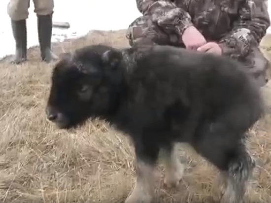 5 малышей родилось у овцебыков в природном парке Ямала