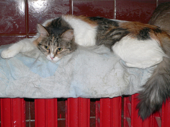 Минстрой выступил за отмену ежемесячной оплаты