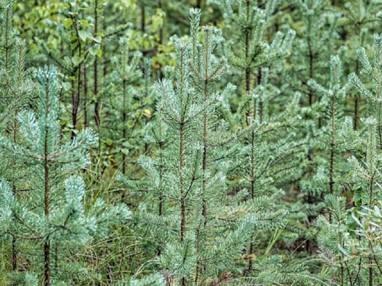 Первый на Ямале питомник хвойных деревьев откроют в Салехарде в Год экологии