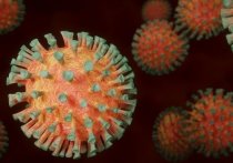 Иммунолог Владислав Жемчугов считает, что распространение омикрон-штамма коронавируса приведет к обновлению коллективного иммунитета в России