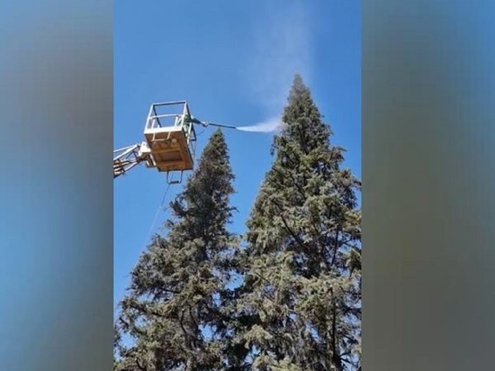 Елки отмыли от пыли в центре Новосибирска
