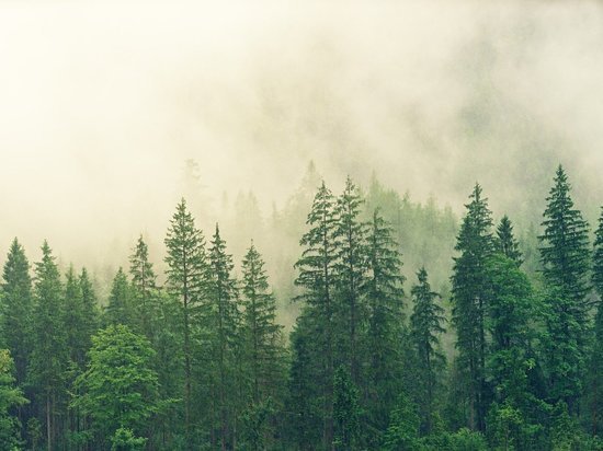 «Сад памяти» Липецкой области станет больше на 1,3 миллиона деревьев