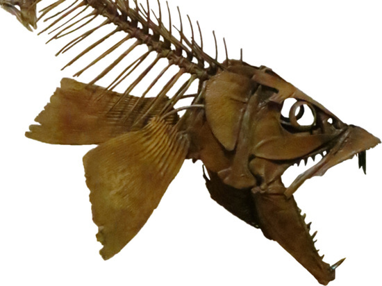 Под Саратовом нашли древнюю североамериканскую саблезубую рыбу