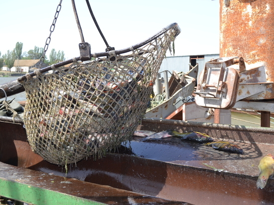 В Астраханской области могут закрыться рыбопромышленные предприятия