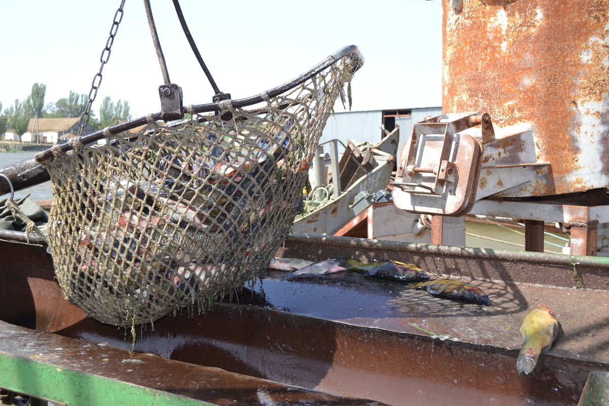Астраханская рыбалка. Промысловый Астраханская область. Астраханская рыбопромышленная. Промысловый участок. Запрет на воблу в 2024 году астрахани
