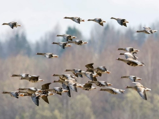 Косромская весна: в Кологриве собираются после зимовки перелетные птицы