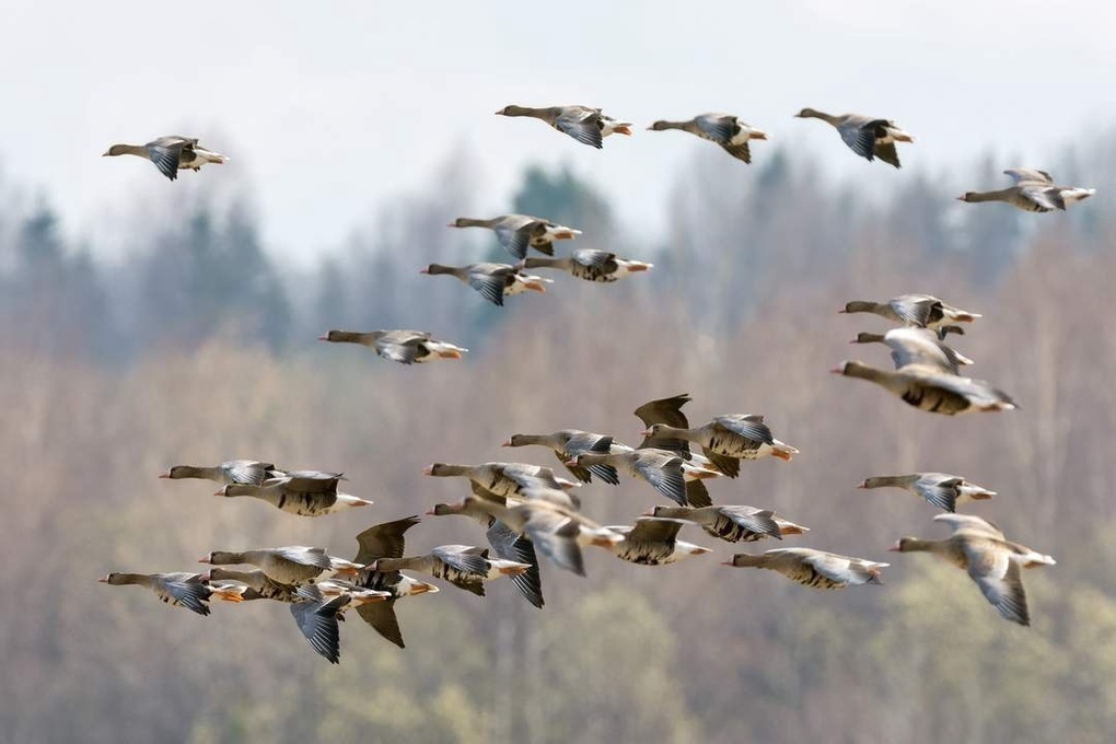 Косромская весна: в Кологриве собираются после зимовки перелетные птицы