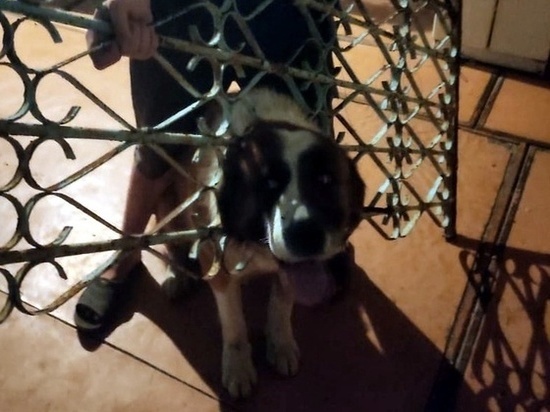 Луганские спасатели вытащили сторожевого пса из забора