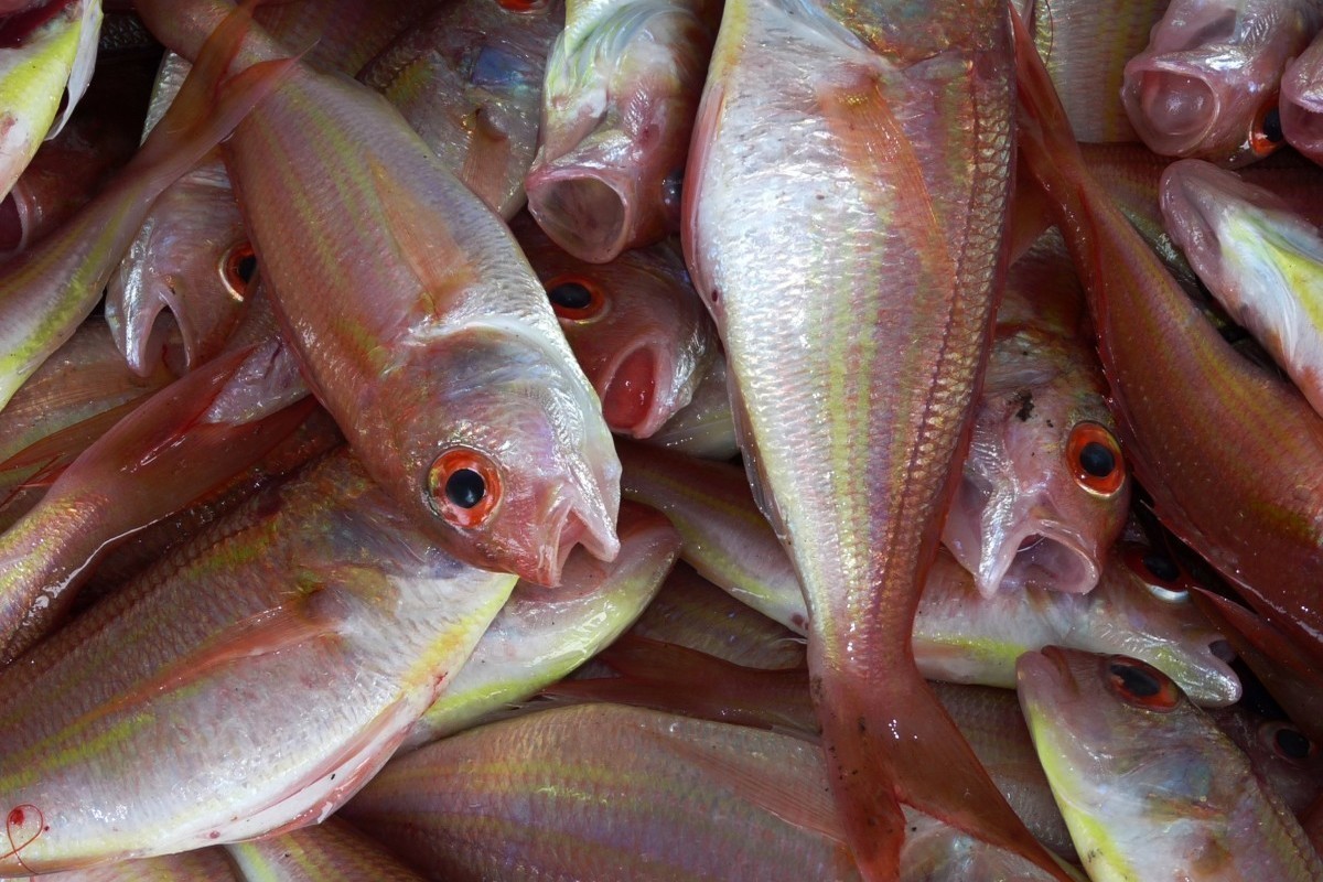 вся рыба вьетнама