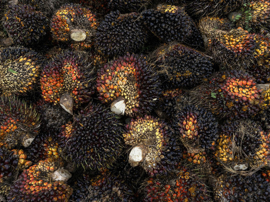 Европа решила перейти на пальмовое масло из-за дефицита подсолнечного