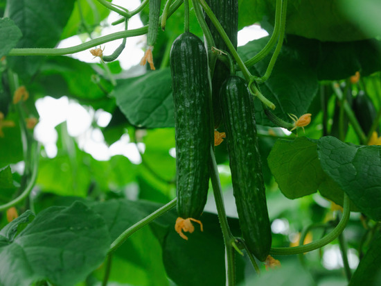 Речь идет об оптовой цене