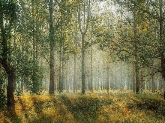 На Ямале восстановят 1,6 тысячи гектаров леса в 2022 году
