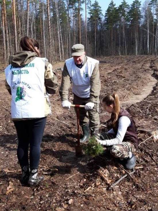 В рамках акции «Сад Памяти» тамбовчане планируют посадить 200 тысяч саженцев сосны