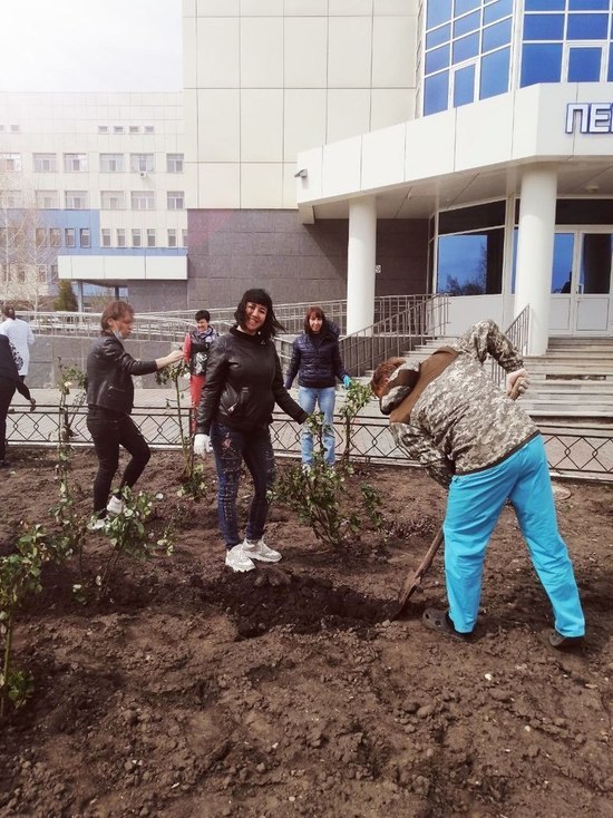 В Саратове на территории Перинатального центра посадили более 100 кустов роз