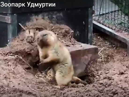 Сурки Ижевского зоопарка вышли на первую в этом году прогулку