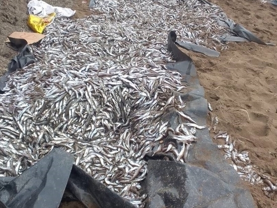 Житель Сахалина обнаружил на берегу моря большое количество мойвы