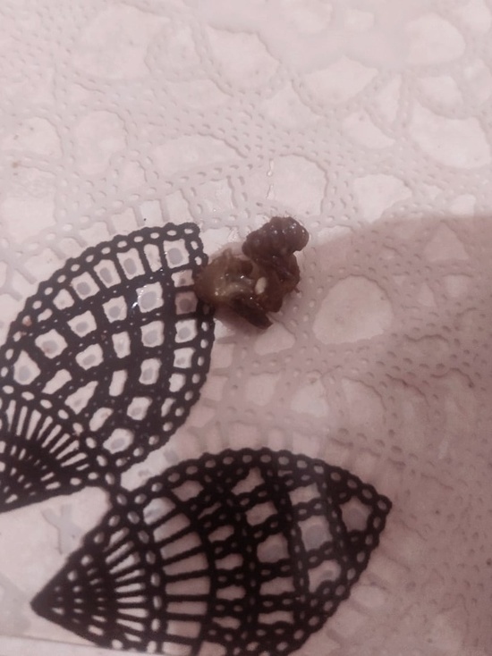 Волосатую гусеницу нашли ямальцы в банке горошка из «Светофора» в Надыме
