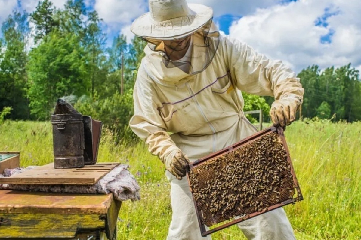 Костромской ветнадзор проводит весеннюю паспортизацию пасек на предмет здоровья пчел