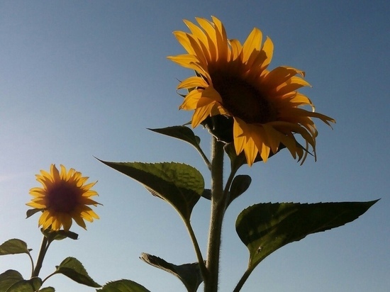 Жители ДНР смогут пользоваться бесхозными земельным участками