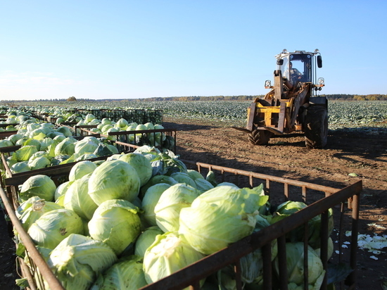 Ленобласть произвела сельхоз продуктов на сумму 108 млрд рублей в 2021 году