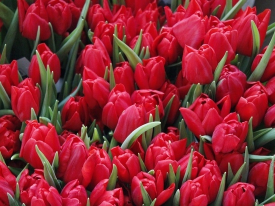 Тюльпанов не будет: Как санкции отразятся на псковском рынке цветов?