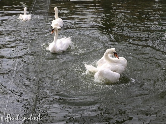 Смоленские лебеди снова "на пруду", и вновь "качают павшую звезду"