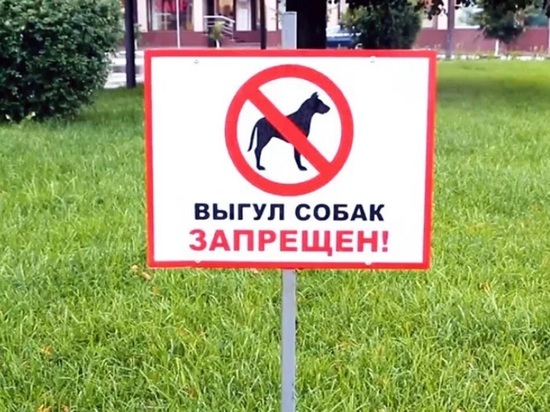 Ярославцы возмущены тем, что на футбольном поле выгуливают собак