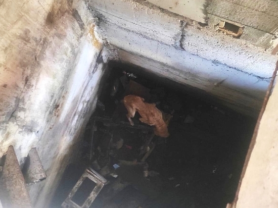 Истощенную собаку обнаружили в заброшенном колодце на юге Сахалина