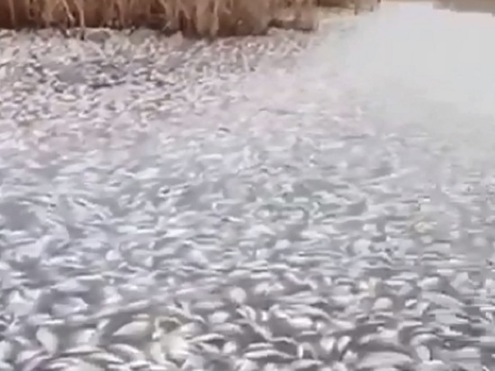 В курганском озере засняли массовый мор рыбы