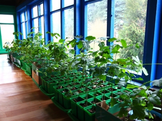 Школьница из Рязани вырастила на подоконнике 300 сеянцев дубов для города