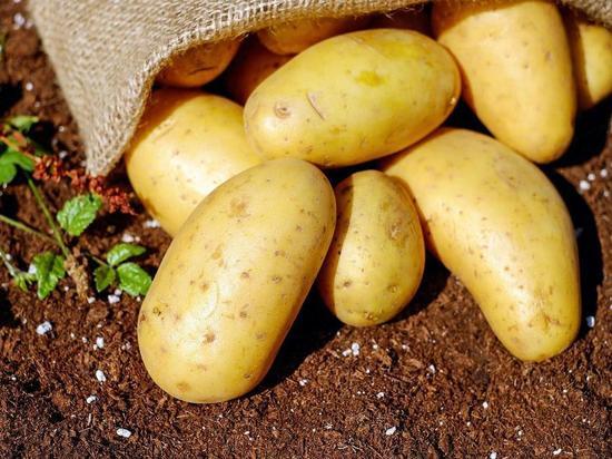 Половина беспошлинно ввезенных в Россию продуктов оказалась картофелем