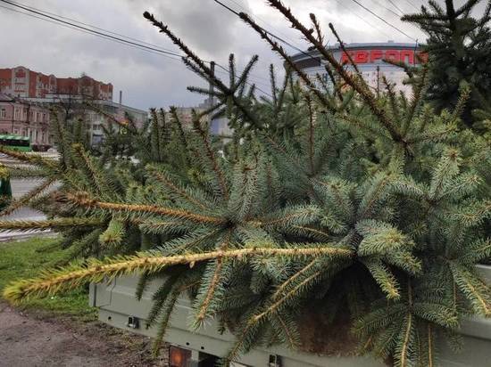 В Курске на Московской площади вместо 8 старых деревьев высадили 14 голубых елей