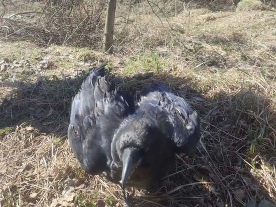 В Ярославле нашли ручного ворона