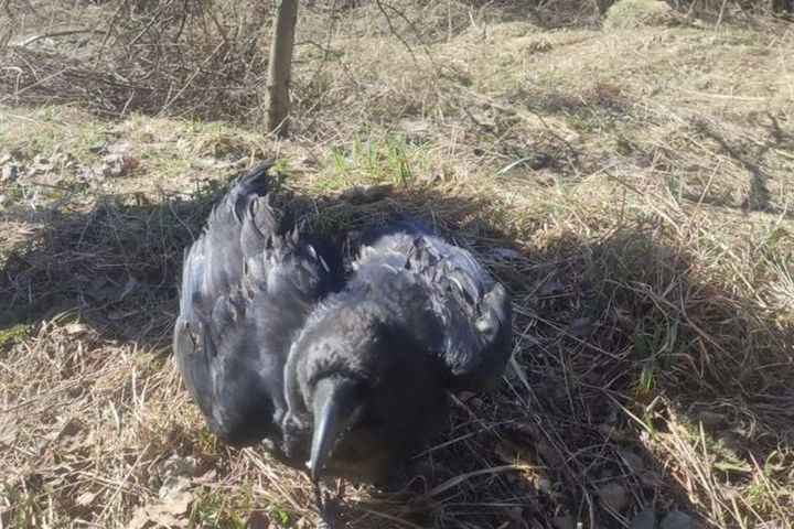 В Ярославле нашли ручного ворона