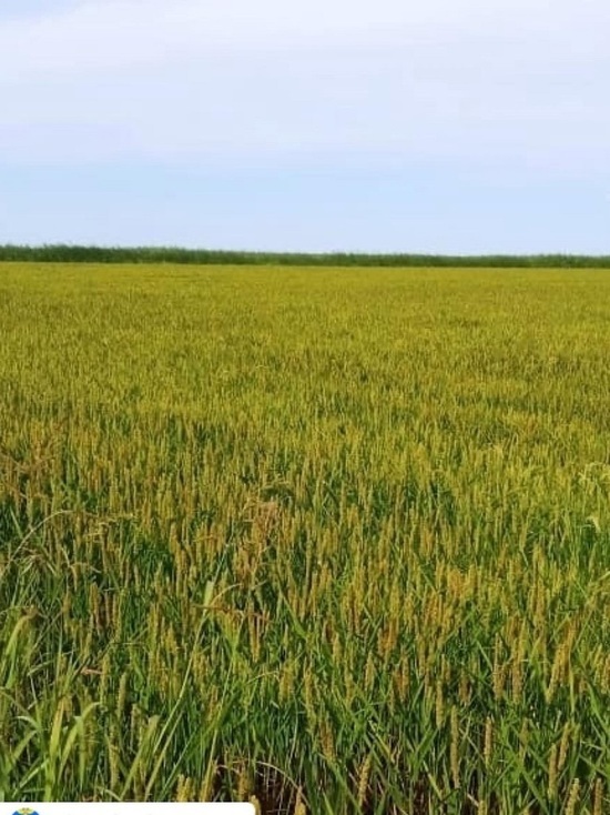 В муниципалитете Калмыкии планируют собрать 12 тысяч тонн риса