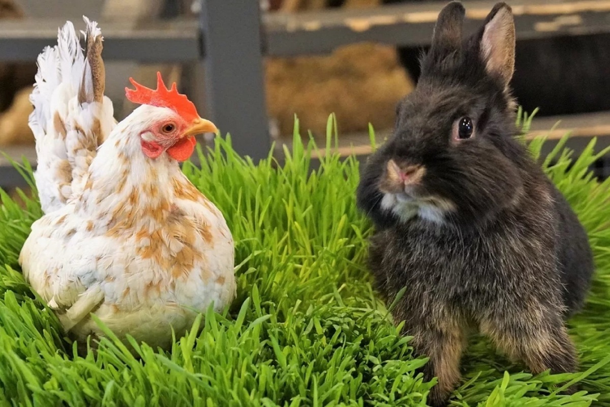 Костромские послабления: депутаты облдумы хотят разрешить садоводам держать кур и кроликов