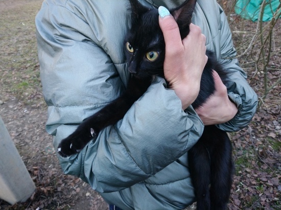 Добровольцы спасли двух котов в Гатчине и Токсово