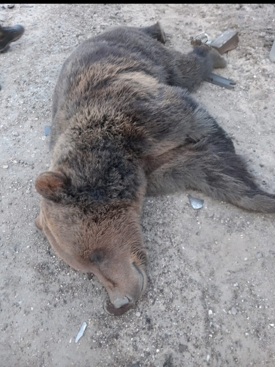 Фура сбила медведя в Стругокрасненском районе