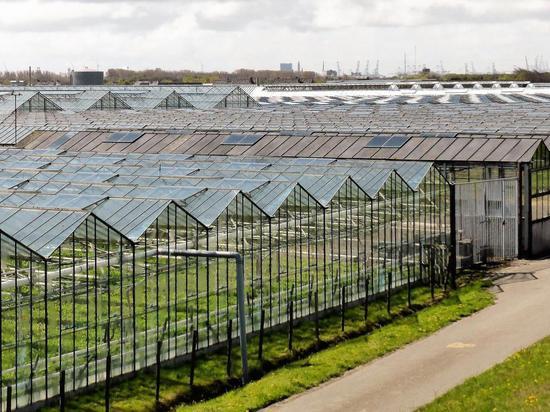 Смоленские тепличные хозяйства готовы наращивать производство