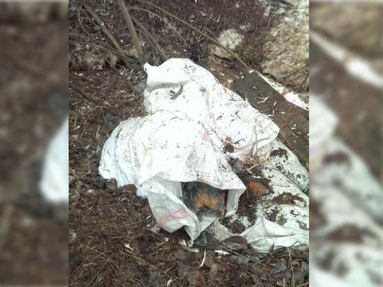 В Воткинске выявили несанкционированную свалку мертвых кур