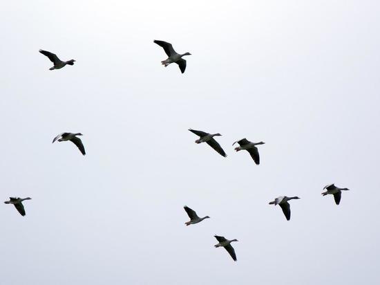 Огромную стаю гусей заметили в небе над Доможировскими полями