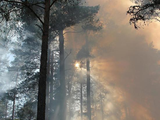 Почти 6000 га леса уничтожил огонь с начала пожароопасного сезона в Забайкалье