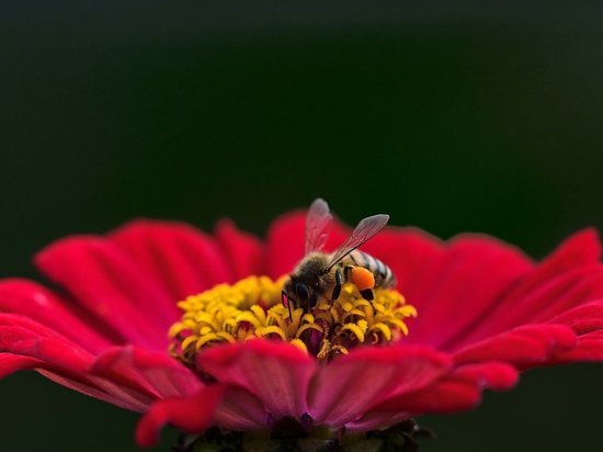 «Во благо пчел»: поджигатель из Иланского района рассказал о причинах совершенного нарушения