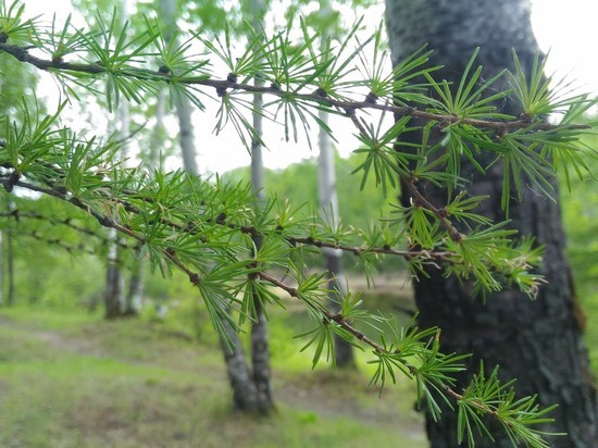 Актуальное расписание пригородных автобусов в материале «МК в Хабаровске»