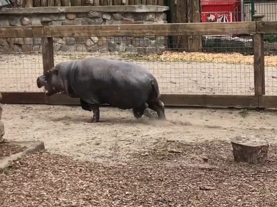 Калининградский зоопарк начинал день с пробежки бегемота