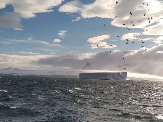 Наши в Антарктиде: "Особенно запомнились голубые айсберги..."