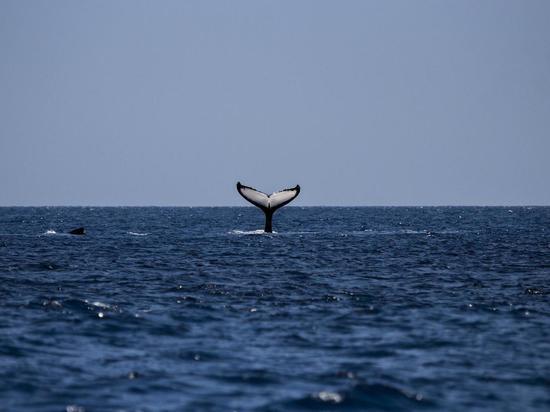 Северяне смогли полюбоваться на горбатых китов недалеко от Рыбачьего
