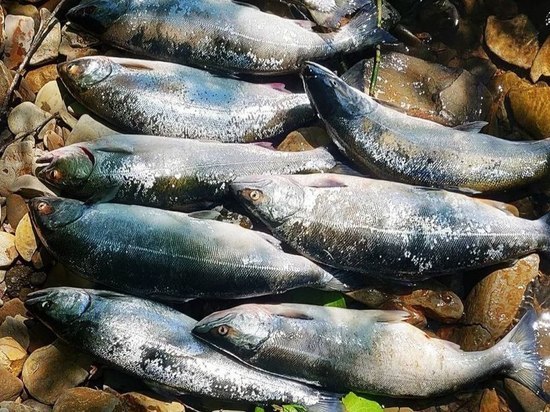 Ловля симы на Сахалине: места и сроки добычи, сколько можно поймать рыбы